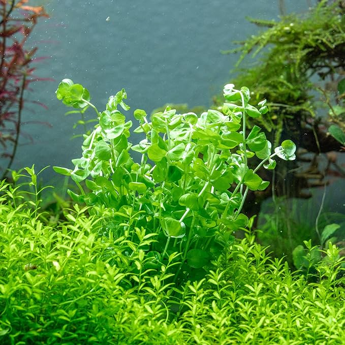 SubstrateSource Live Aquarium Stem Plants - Freshwater Aquatic Plant for Fish Tanks, Aquascaping - (Micranthemum Umbrosum Giant Baby Tears, 1 Bunch)