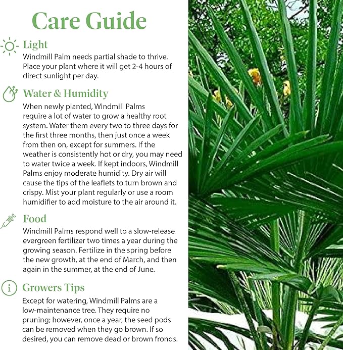 American Plant Exchange Windmill Palm Tree – 10-Inch with Pot – Live Chusan Palm Plant, Cold Hardy Tropical Tree for Home, Patio, or Garden Landscape Decor