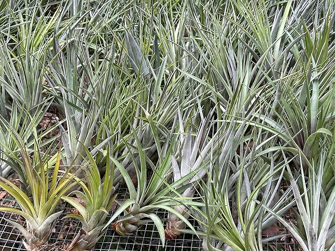 ragnaroc Air Plants - Tillandsia Fasciculata Tricolor, Large 4-6" - 5ct - Live Arrival Guaranteed - House Plants for Home Decor & Gift