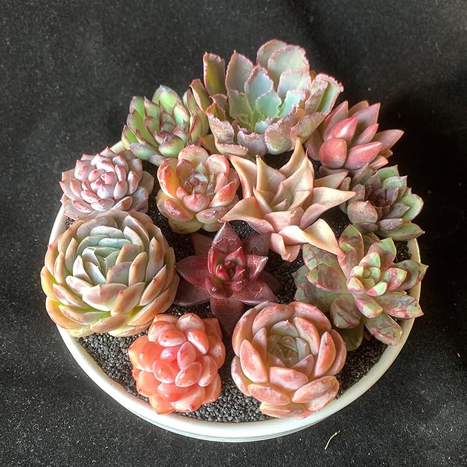 12pc Succulents Plants Live – Easy Care Bare Root Succulent, Low Maintenance Mini Succulents for Indoor Outdoor Decor, Home Office & Garden, Gift Set for Plant Lovers