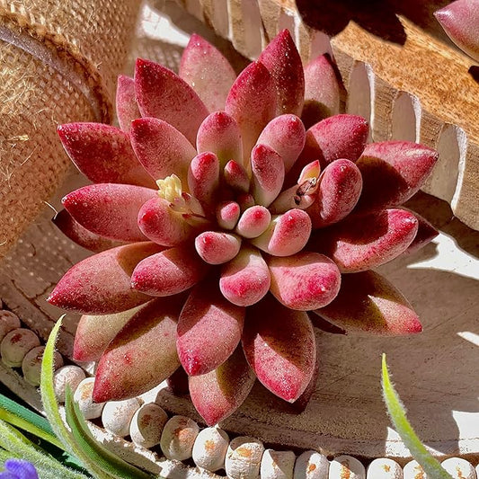 Live Echeveria ‘Cherry’ Succulent – Rare Bare Root Succulent Plant, Easy to Grow Indoor Houseplant, Home Décor & Gift Idea