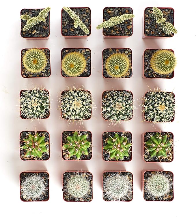 Shop Succulents Premium Live Mini Cactus Plants in Bulk 2" Pots, Easy Care Indoor or Outdoor Gardening, Terrariums, Favors, & Contemporary Spaces with Hardy, Resilient Varieties, Pack of 32
