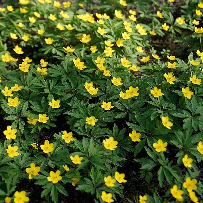 Easy to Grow Eranthis Winter Aconite 30 Plant Bulbs - Yellow Flowers in Late Winter to Spring, Full to Partial Sun Outdoor Zones 4-9