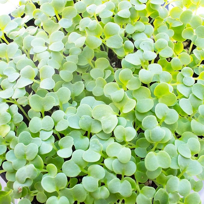 Green Mustard Microgreens Seeds - 25 Lb Bulk ~4.8M Seeds - Grow Non-GMO Micro Mustard Herb Greens - Premium Seed - High Germination Rate