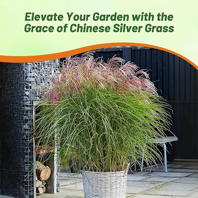 Outsidepride New Hybrids Miscanthus Sinensis Seeds - 250 Pcs. Perennial, Drought & Heat Tolerant, Chinese Silver Ornamental Grass, Tall Growth, Low Maintenance for Landscaping & Privacy Screens