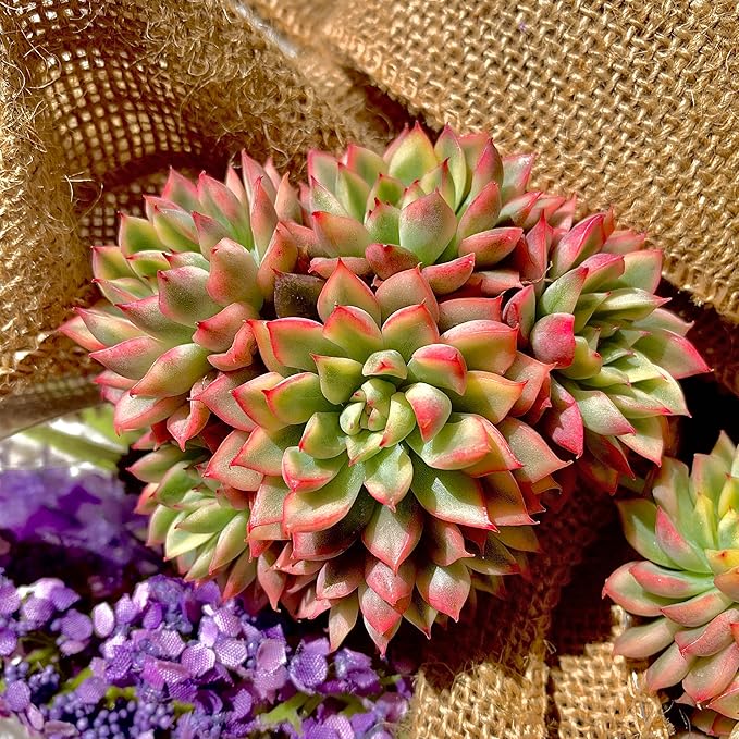 Echeveria Mebina Variegata Succulent Plants Live – Rare Variegated Succulent, Easy Care Bare Root Plant for Indoor Outdoor Home Decor