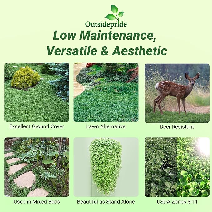 Outsidepride Perennial Dichondra Repens Seeds - 5 lbs Dense Green, Low-Maintenance Ground Cover Seeds for Planting, Ideal Lawn Alternative in Sun or Shady Areas & Erosion Control in USDA Zones 8-11