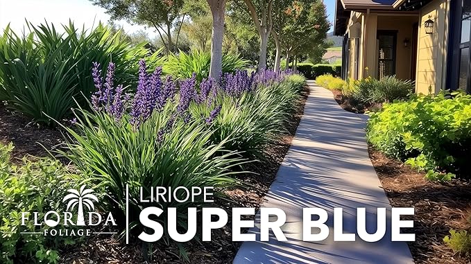 Super Blue Liriope Muscari - 40 Live Plants - Evergreen Ground Cover Grass
