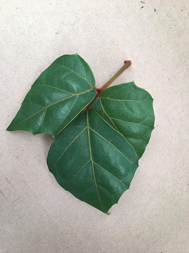 Cissus Grape Leaf Ivy, 4" Plant
