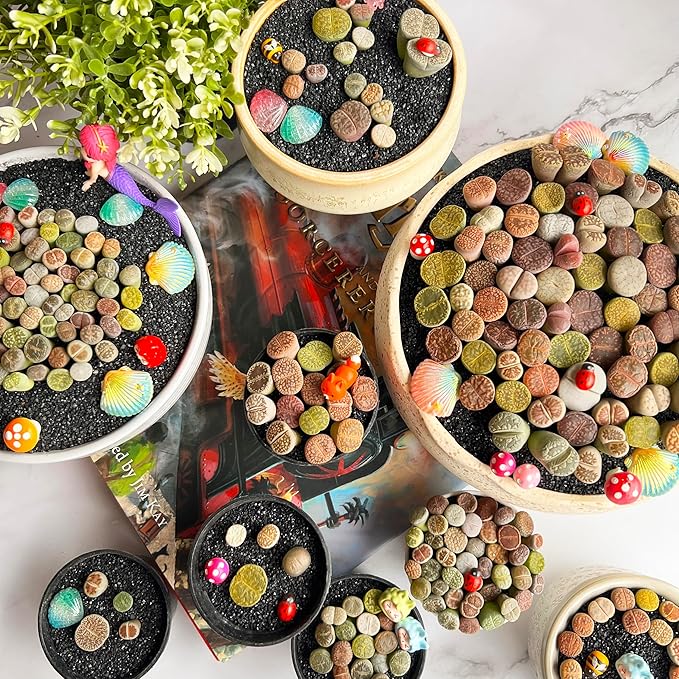 Lithops Random Mix Rare Live Succulent Plants, 30/50/100 Pcs Succulent Live Plant, Bare Root Without Pot Soil, Garden Indoor Office, Friend Plant Lovers Gifts (Large 100pcs)