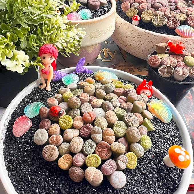 Lithops Random Mix Rare Live Succulent Plants, 30/50/100 Pcs Succulent Live Plant, Bare Root Without Pot Soil, Garden Indoor Office, Friend Plant Lovers Gifts (Normal 30pcs)