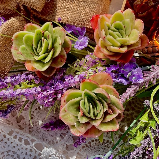 Echeveria Ice Rose Variegated Succulent Plants Live – Rare Colorful Succulent, Easy Care Bare Root Plant for Indoor Outdoor Planters