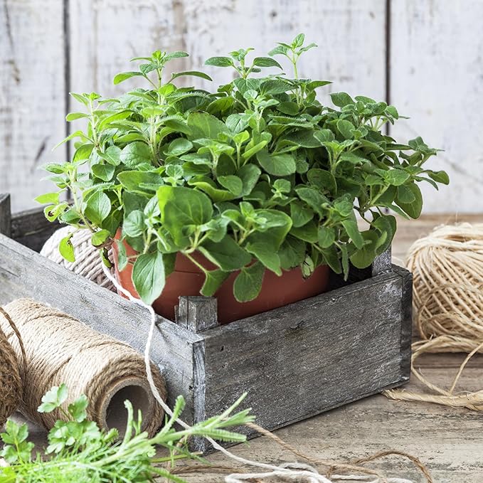 Organic Common Italian Oregano Seeds - USDA Organic, Non-GMO, Open Pollinated, Heirloom (1 Packet - 500 MG - Approx 450 Seeds)