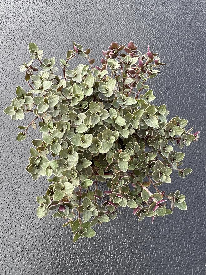Turtle Vine with Green Stripe Pot, Live Callisia Repens Sedum Succulent in 4" Pot, House Plant Home Office Wedding Decoration DIY Projects Party Favor