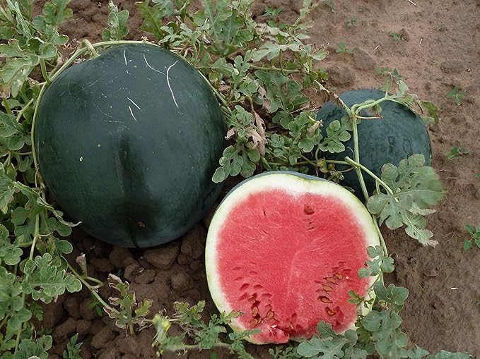 Watermelon Black Beauty Seeds – Citrullus Lanatus | Sweet & Juicy Heirloom Variety | Large, Dark Green Melons