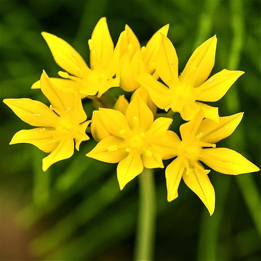 Easy to Grow Allium Moly Golden Onion 20 Plant Bulbs - Yellow Flowers Spring to Summer, Outdoor Low-Mainteance Full Sun