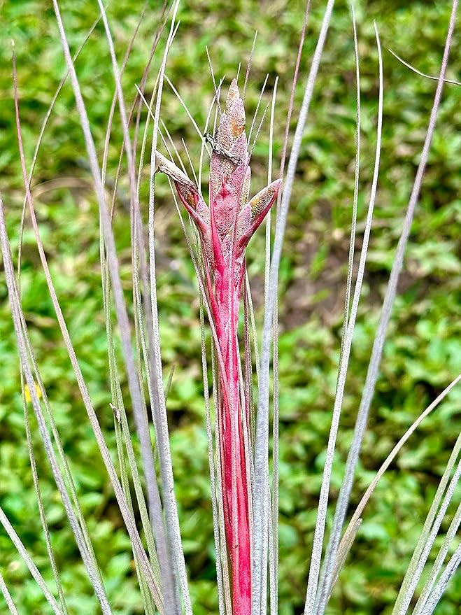 ragnaroc Air Plants - Tillandsia Juncea, Jumbo 8-12" - 2ct - Live Arrival Guaranteed - House Plants for Home Decor & Gift