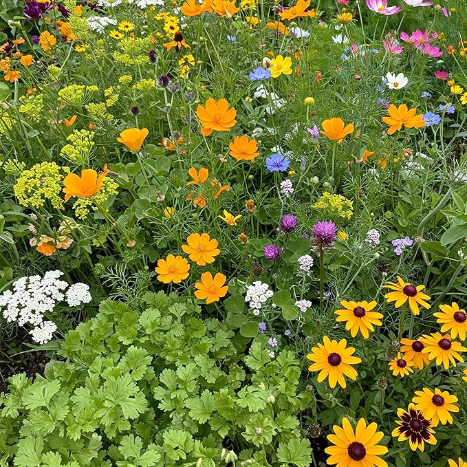 Ferry-Morse Beneficial Bug Mix Bulk Wildflower Seeds, 1lb