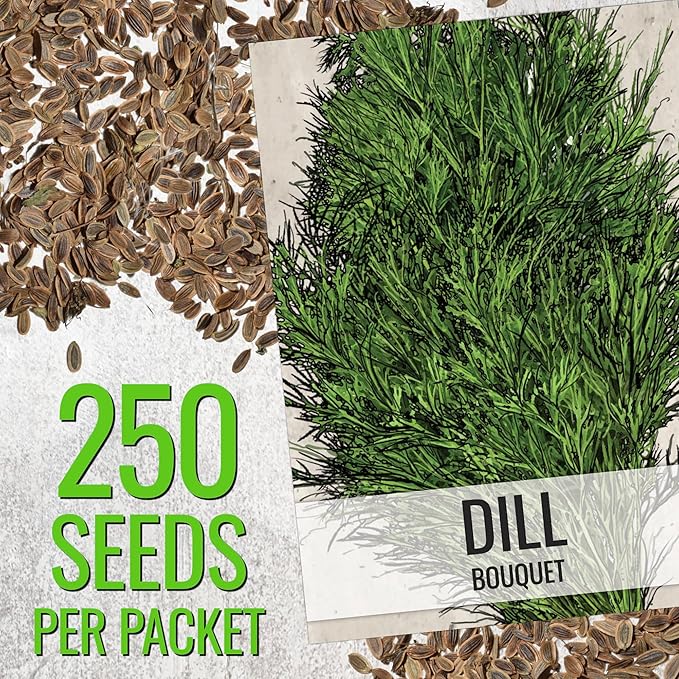 Seed Needs Dill Seeds for Planting Bouquet Herbs - Non-GMO Heirloom & Untreated Herb Seed to Plant a Home Grown Indoor / Outdoor Garden (1 Pack)