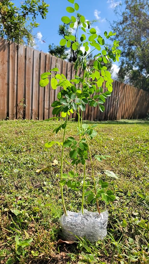 Moringa Tree Seedling Live Moringa Plant with Moringa Seeds Malunggay Sahijan Drumstick Tree Moringa Oleifera