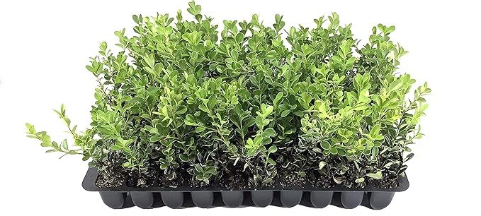 Japanese Boxwood | 10 Live Plants | Buxus Microphylla | Evergreen Shrub, Low Maintenance, Ideal for Hedges, Dense Foliage, Perfect for Borders, Hardy Versatile Landscaping