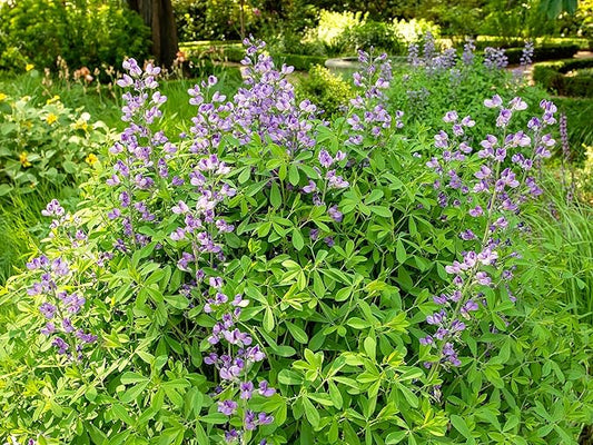 Greenwood Nursery: Live Perennial Plants - Blue False Indigo + Baptisia Australis - [Qty: 2X Pint Pots] - (Click for Other Available Plants/Quantities)