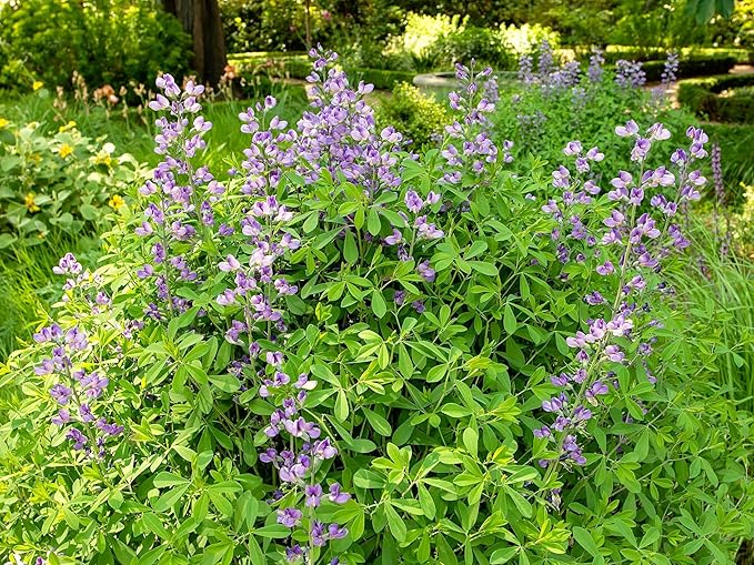 Greenwood Nursery: Live Perennial Plants - Blue False Indigo + Baptisia Australis - [Qty: 10x Pint Pots] - (Click for Other Available Plants/Quantities)