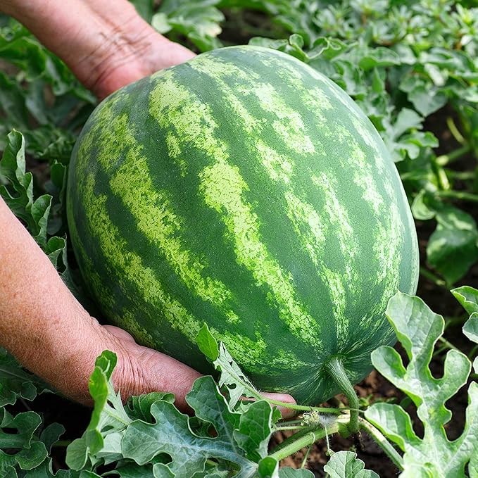 Organic Watermelon Seeds (Crimson Sweet) - Approx 12 Seeds - USDA Organic, Non-GMO, Open Pollinated, Heirloom, USA Origin (Pack of 2)
