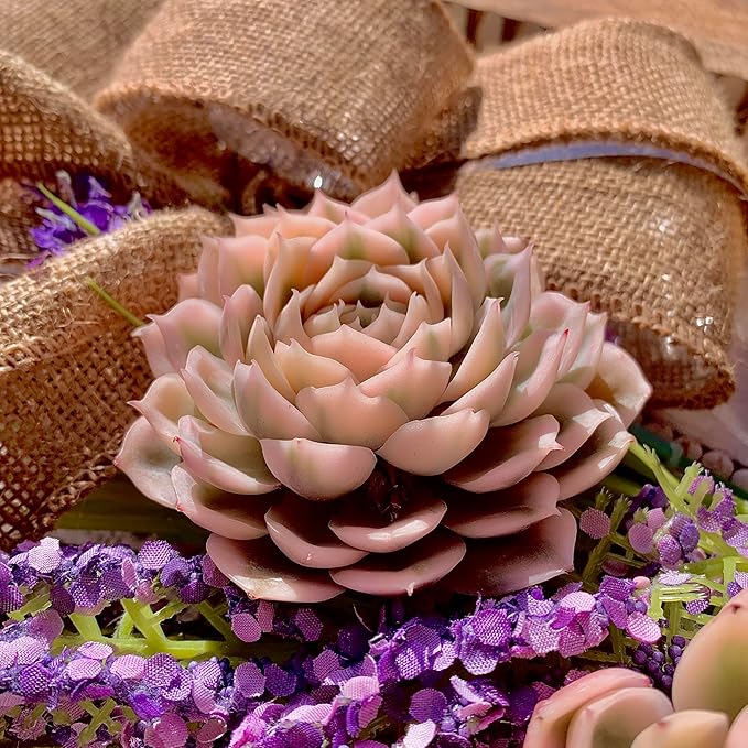Echeveria Onslow Variegated Succulent Plants Live – Unique Rare Succulent for Indoor Planters, Outdoor Garden, Office Desk & Gifts