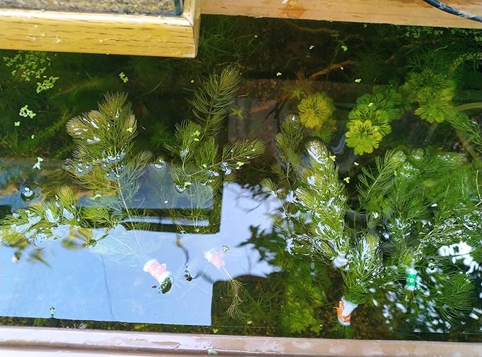 Live Hornwort Coontail Aquarium Plants, 4 Bunches with 3 Stems Each, 6-8 Inch Length, Freshwater Submerged Plants for Fish Tank