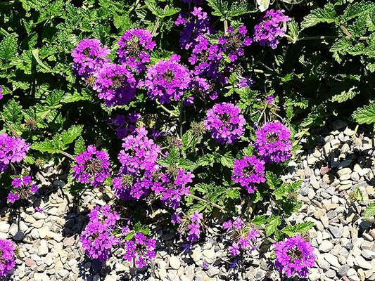 Greenwood Nursery: Live Perennial Plants - 'Homestead Purple' + Verbena Canadensis - [Qty: 2X Pint Pots] - (Click for Other Available Plants/Quantities)