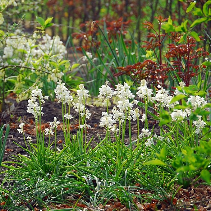 Easy to Grow Hyacinthiodes 'White' Plant Bulbs (10 Pack) - Fragrant White Flowering Blooms Spring Gardens