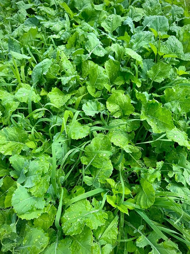 Complete 1 Food Plot Seed Mix for Deer, 1/4 Acre or 1 Acre, One Mix Covers All The Bases, Cereal Grains, Brassicas, Clovers, Legumes, Early Season Blend