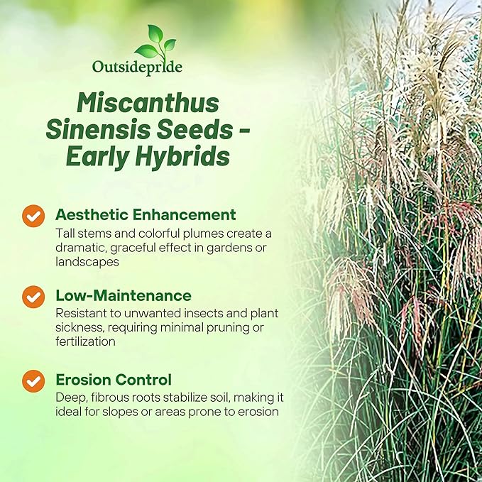 Outsidepride Early Hybrids Miscanthus Sinensis Seeds - 500 Pcs. Perennial, Drought & Heat Tolerant, Chinese Silver Ornamental Grass, Tall Growth, Low Maintenance for Landscaping & Privacy Screens