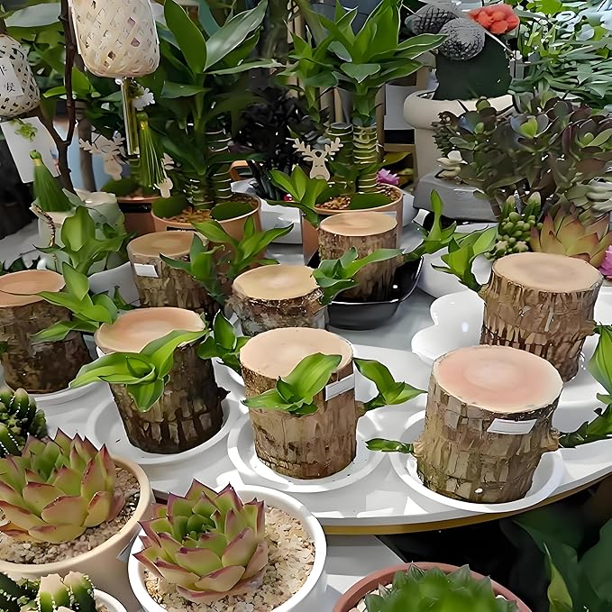 Brazilian Wood Plant, Brazil Lucky Wood Potted Plant with Decorative Tray and Doll, Easy to Care, Decor for Home and Office – Gift for Housewarming, Good Luck, and Prosperity（2pcs）