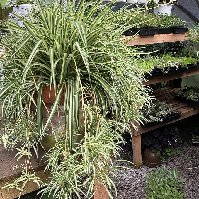 Smoke Camp Crafts - Organic -Spider Plant Trio