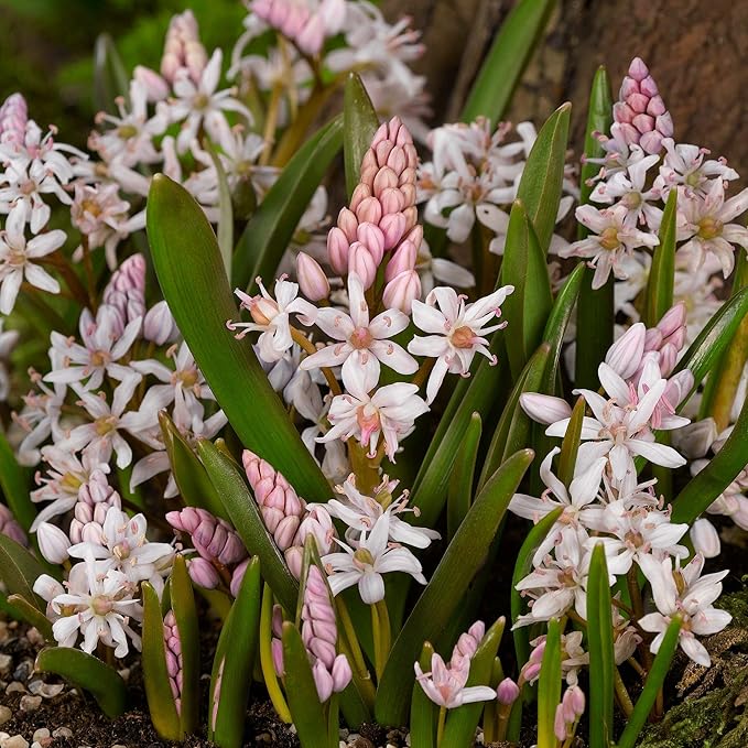 Easy to Grow Scilla Rosea Rosy Squill 10 Plant Bulbs - Light Pink Flowers in Late Winter to Spring, Full to Partial Sun Outdoor Zones 3-8