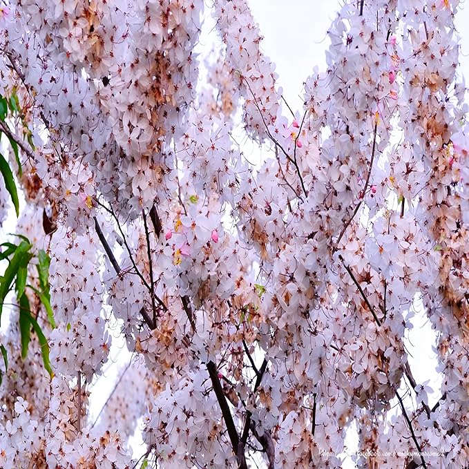 Weeping Yoshino Cherry Tree Live Plant – Flowering Ornamental Tree with Graceful Weeping Branches, Beautiful Cherry Blossom Tree for Garden & Landscape, Hardy Live Yoshino Weeping Cherry Tree