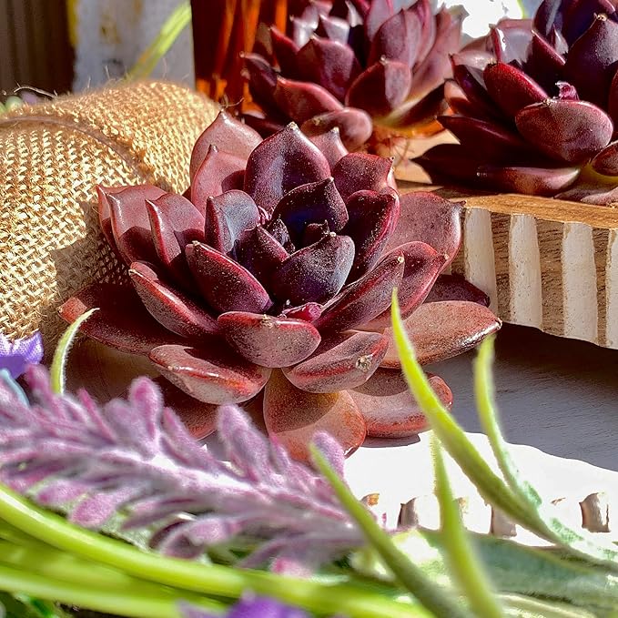Echeveria Black Mamba Succulent Plants Live – Rare Dark Succulent, Easy Care Indoor Outdoor Plant for Home, Garden & Terrarium Decor