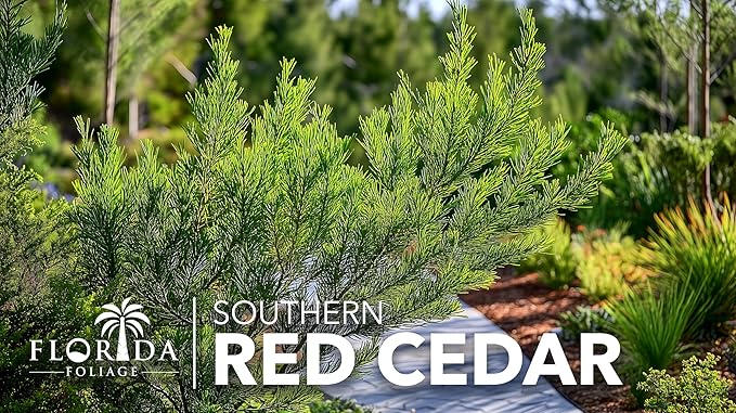 Southern Red Cedar | 3 Live Gallon Size Pots | Juniperus Virginiana Silicicola | Evergreen Privacy Trees | Native Landscape Plants