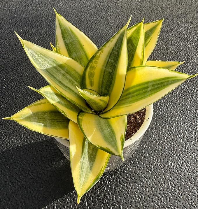 Sprout N Green Sansevieria 'Golden Hahnii' with Self-Watering Pot, Live Snake Plant for Home Office Indoor Outdoor Decoration DIY Projects Party Favor