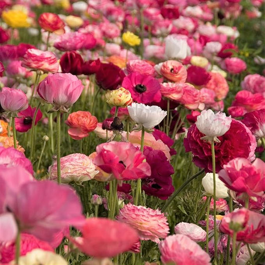 Easy to Grow Ranunculus Tecolote Flower Fields Collection - 30 Plant Bulbs, Colorful Flowers in Spring, Full Sun Mediterranean