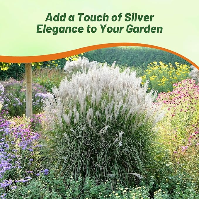 Outsidepride Early Hybrids Miscanthus Sinensis Seeds - 500 Pcs. Perennial, Drought & Heat Tolerant, Chinese Silver Ornamental Grass, Tall Growth, Low Maintenance for Landscaping & Privacy Screens