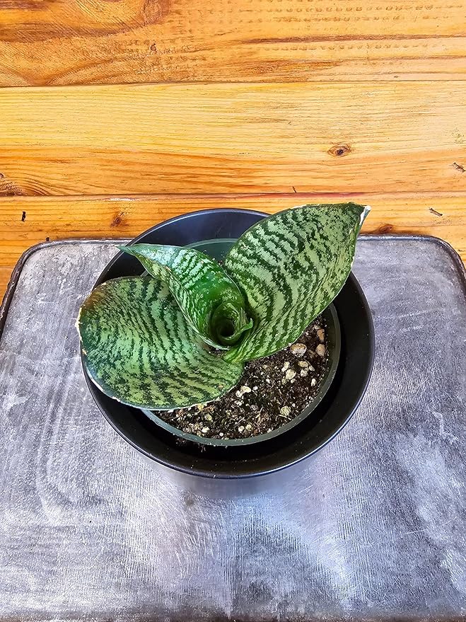 Sansevieria Green Hahnii, 4" Plant