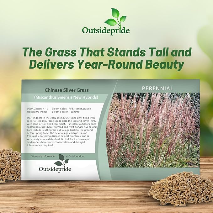 Outsidepride New Hybrids Miscanthus Sinensis Seeds - 250 Pcs. Perennial, Drought & Heat Tolerant, Chinese Silver Ornamental Grass, Tall Growth, Low Maintenance for Landscaping & Privacy Screens