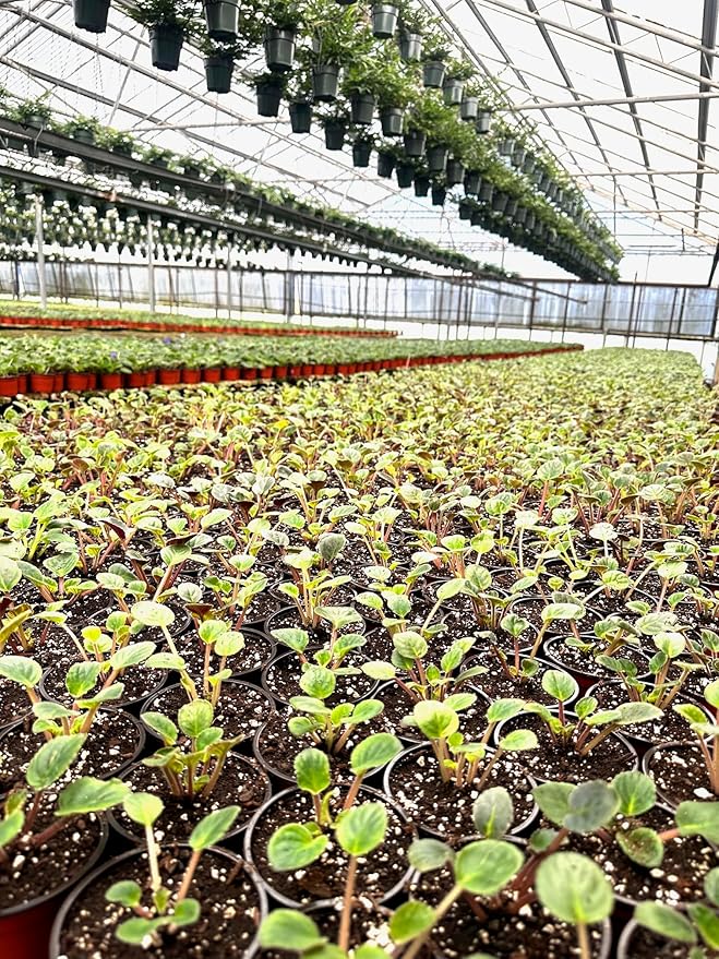 Generic 4 -Pack Miniature African Violets Live Plants 2 inch Pot, Good for Terrariums, Home Decor, Office Decor, Gift