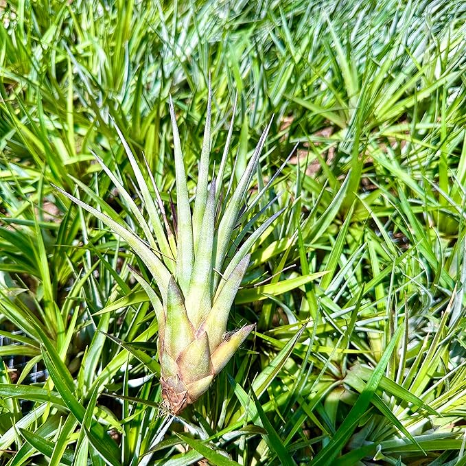 ragnaroc Air Plants - Tillandsia Fasciculata Tricolor, Large 4-6" - 1ct - Live Arrival Guaranteed - House Plants for Home Decor & Gift