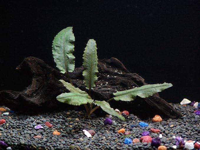 18 Plants Bundle / 6 Species Live Aquarium Plants Package - Microsorum, Amazon Sword, Anubias, Moneywort, Hornwort, etc. (75+ Gallon Aquariums)