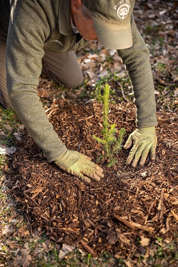 Colorado Blue Spruce Tree Plug Seedlings | 6"-12" | Arbor Day Foundation (10-Pack)