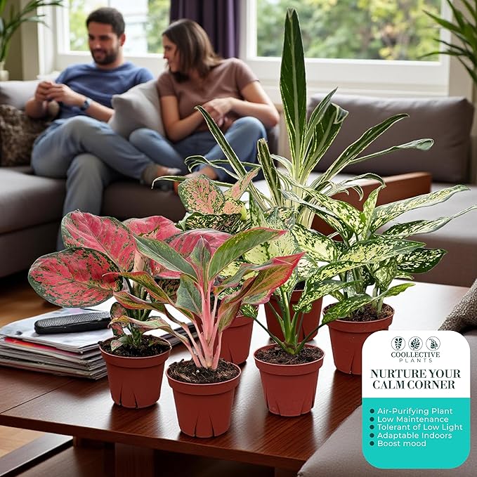 CoollectivePlants Aglaonema Live Plant Combo (6 Pack) – Grower’s Choice Assorted Chinese Evergreen Indoor Houseplants in 4″ Grower’s Pots, Includes UniHeat Pack for Winter Protection